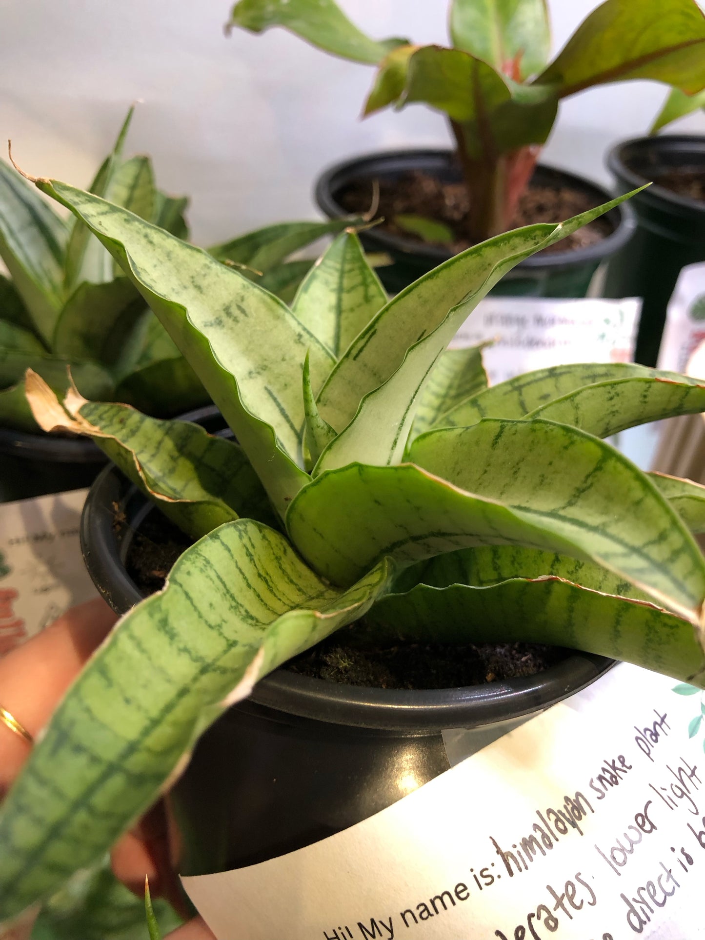 Snake plant “Himalayan”