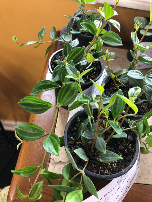 Peperomia angulata