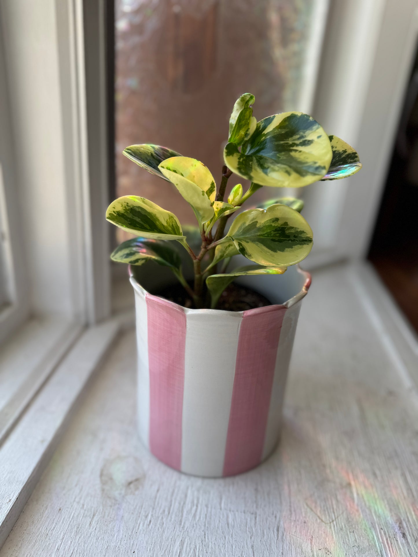 Pink Striped Scallop Pot