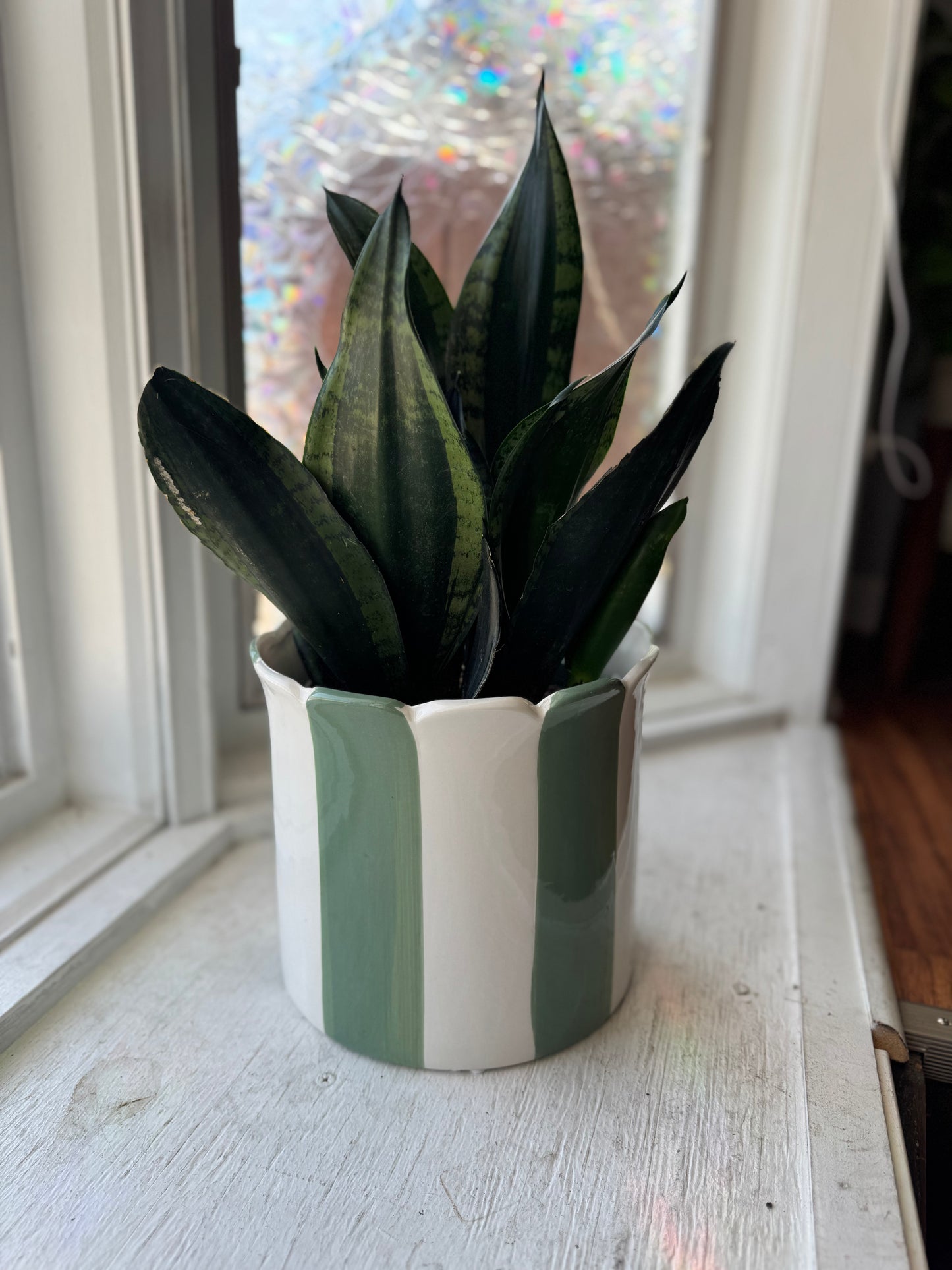 Green Striped Scallop Pot