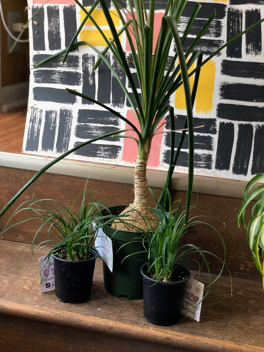 Ponytail palm