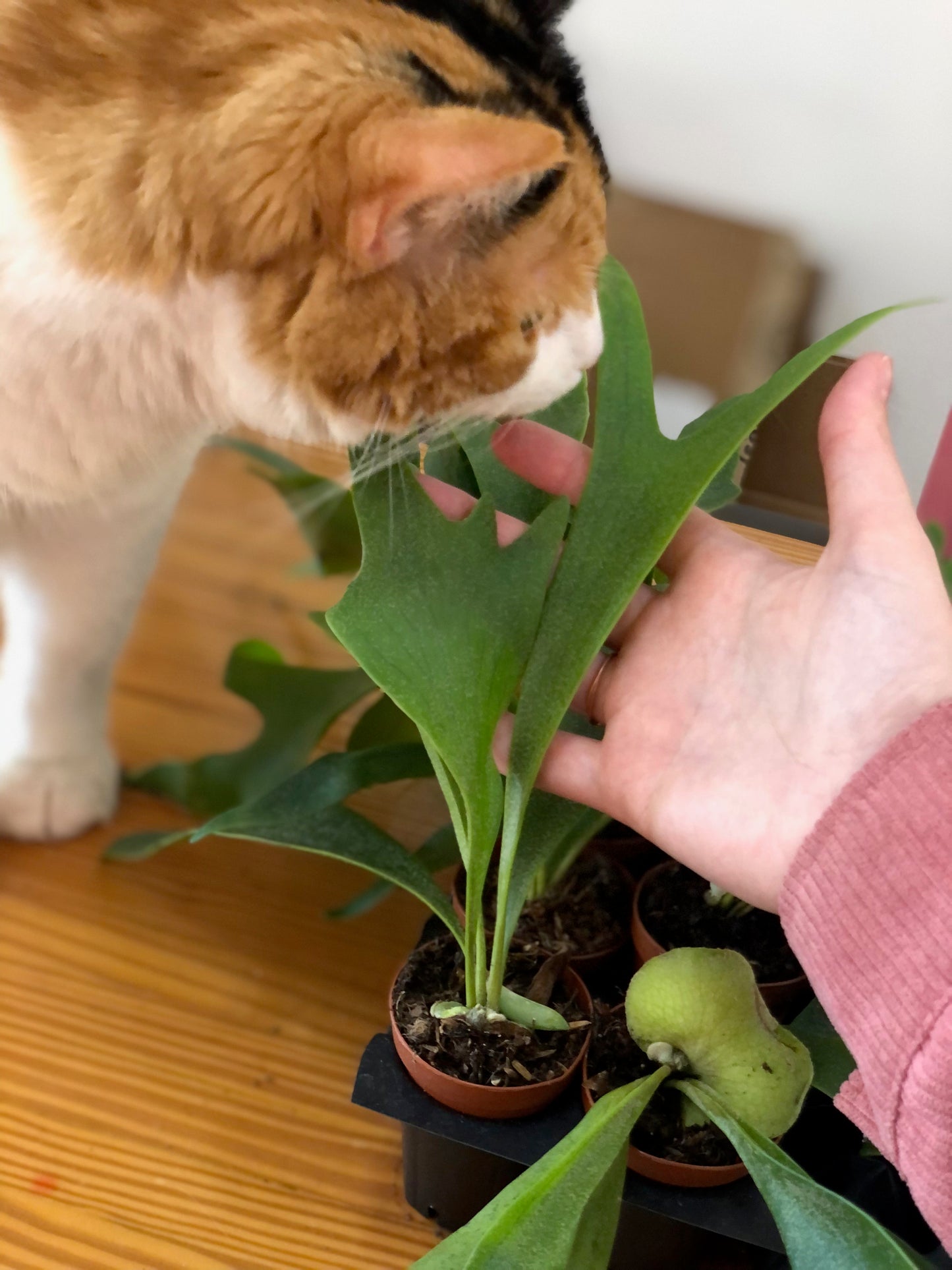 Staghorn fern