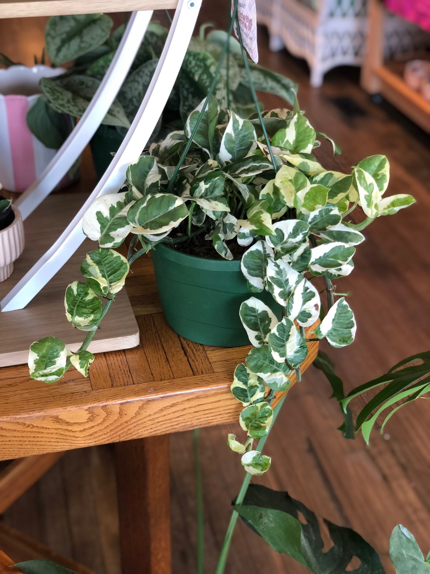 Pearls & jade pothos