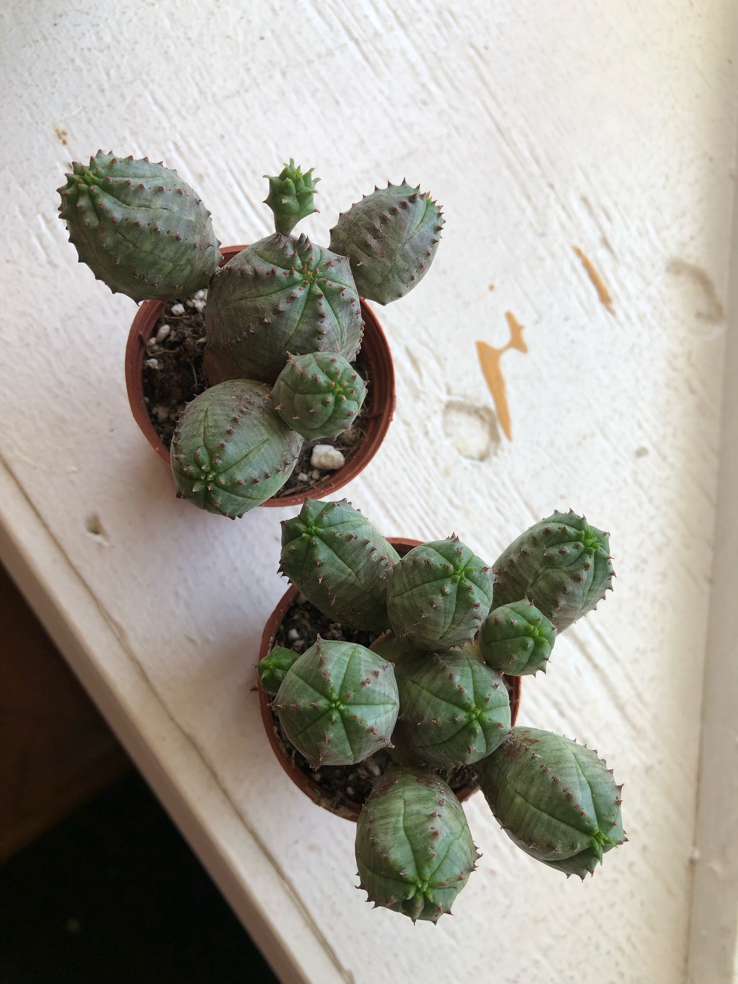 Euphorbia obesa