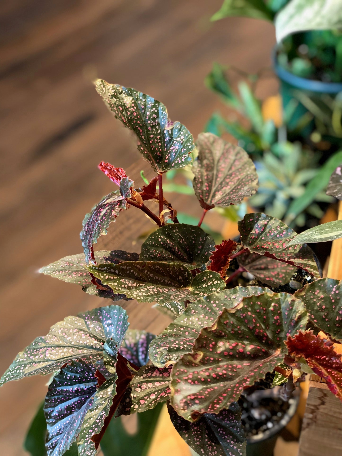 “Pink spot” begonia