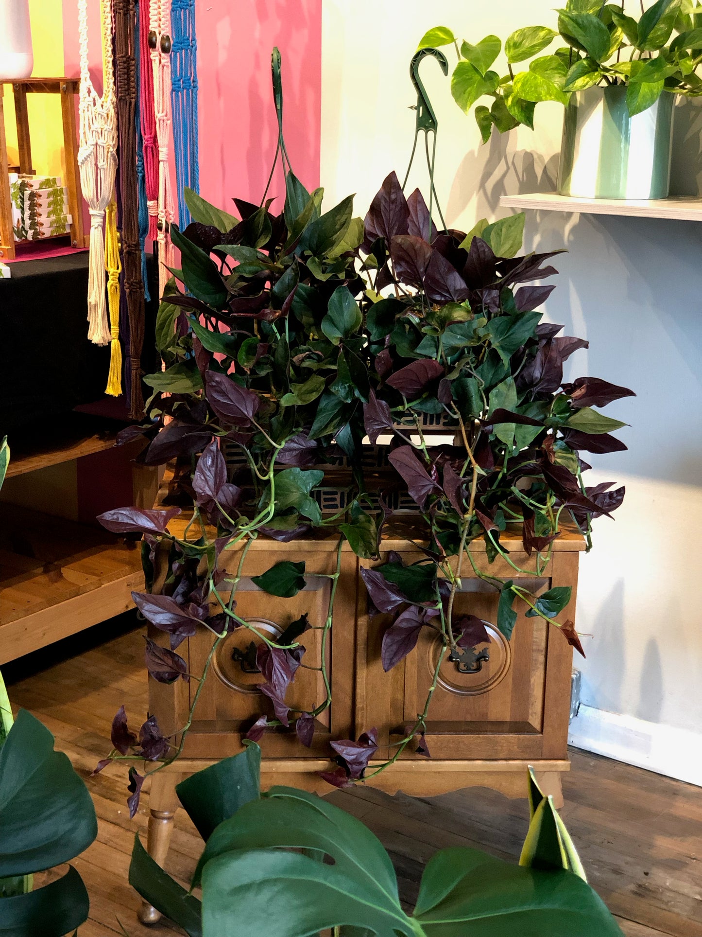 Syngonium red arrow