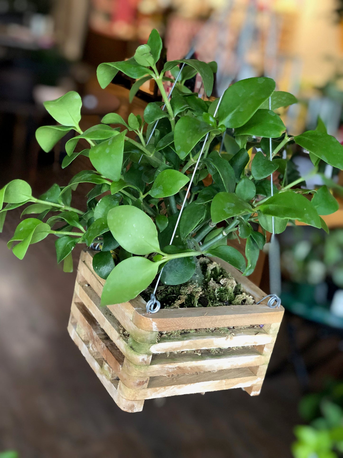 Ant plant - hydnophytum papuanum