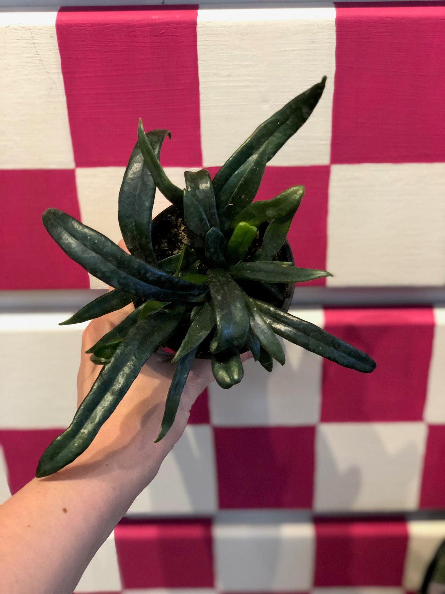 Blue oil fern