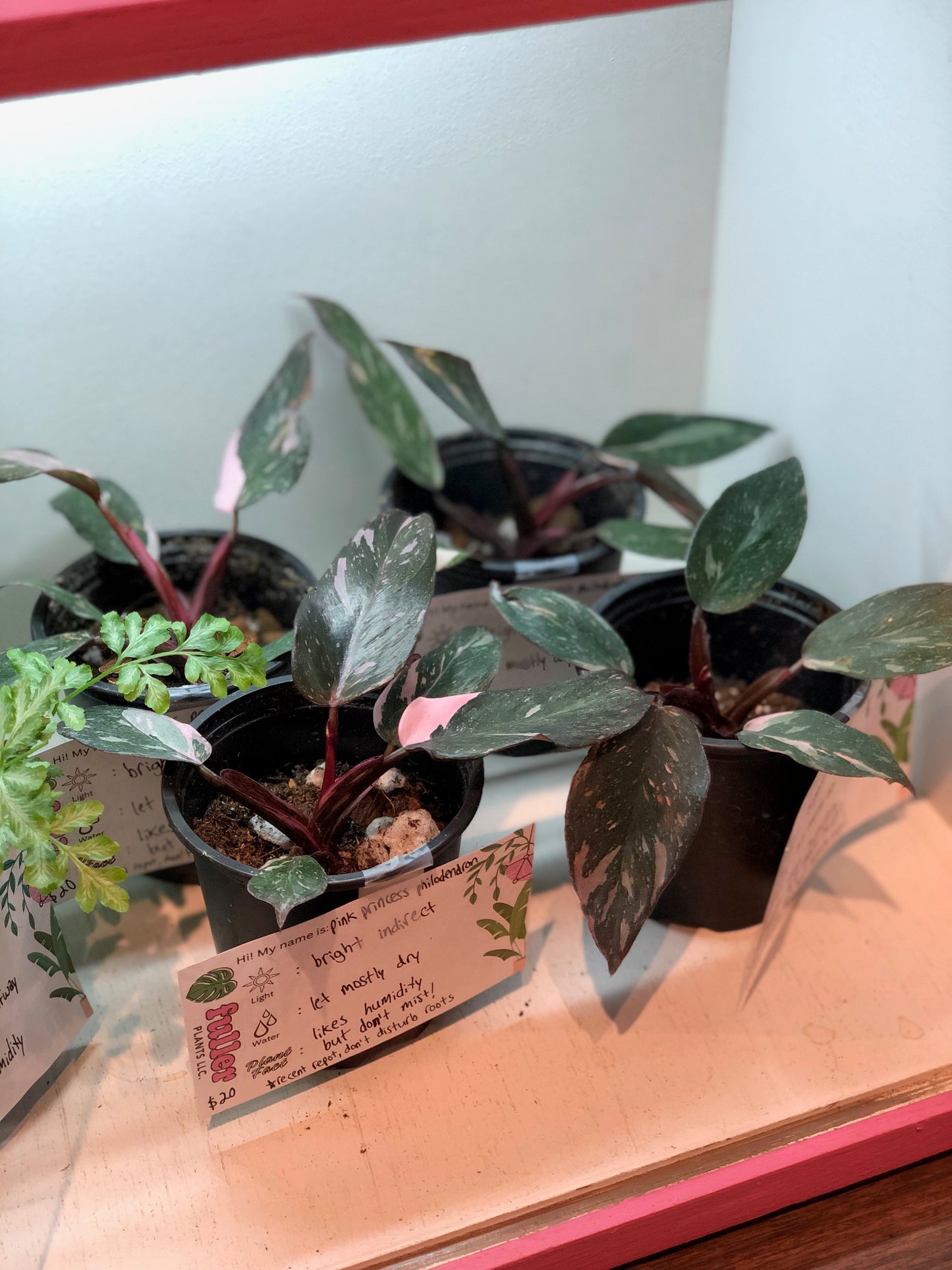 Pink princess philodendron