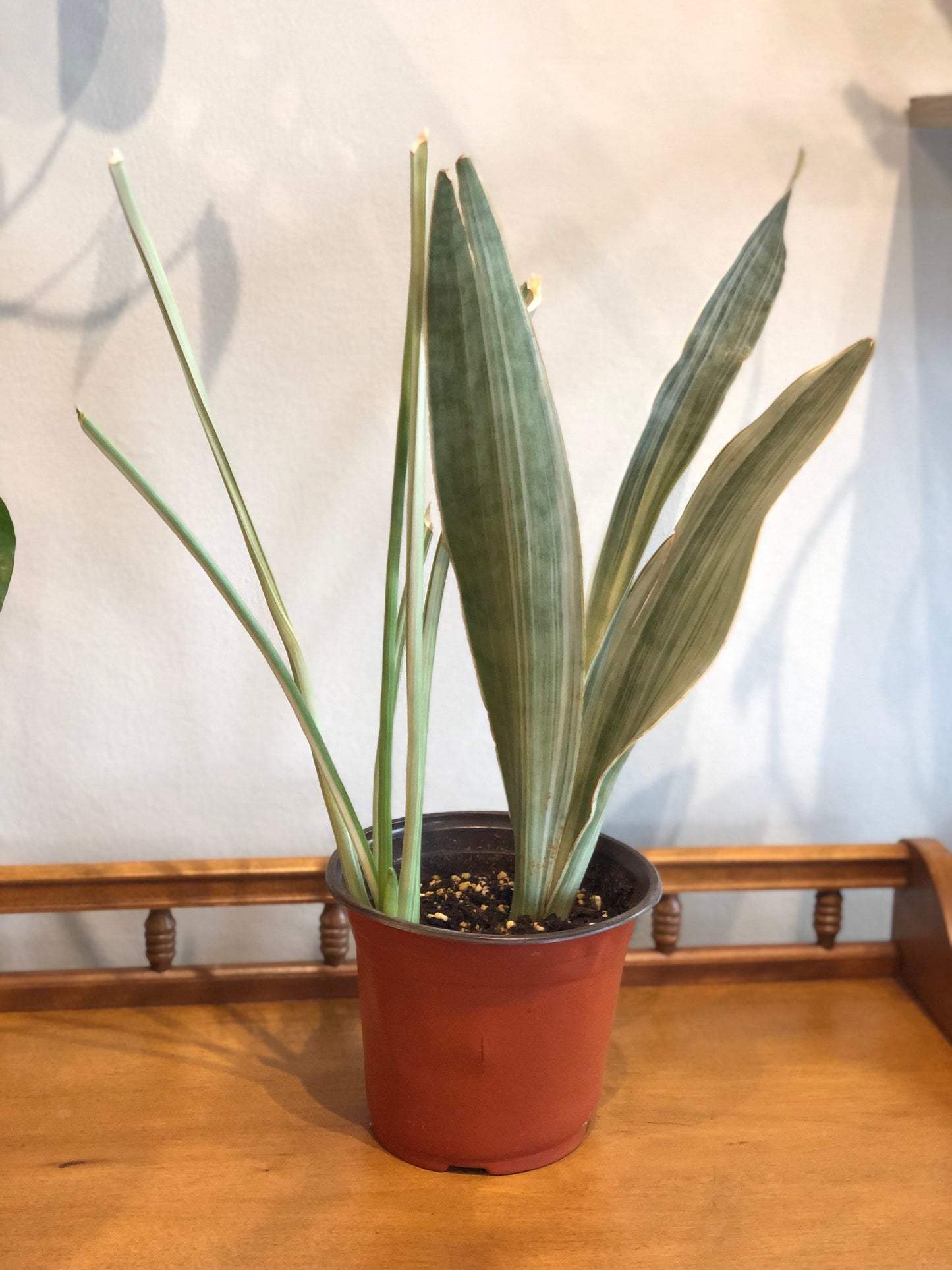 Sayuri snake plant