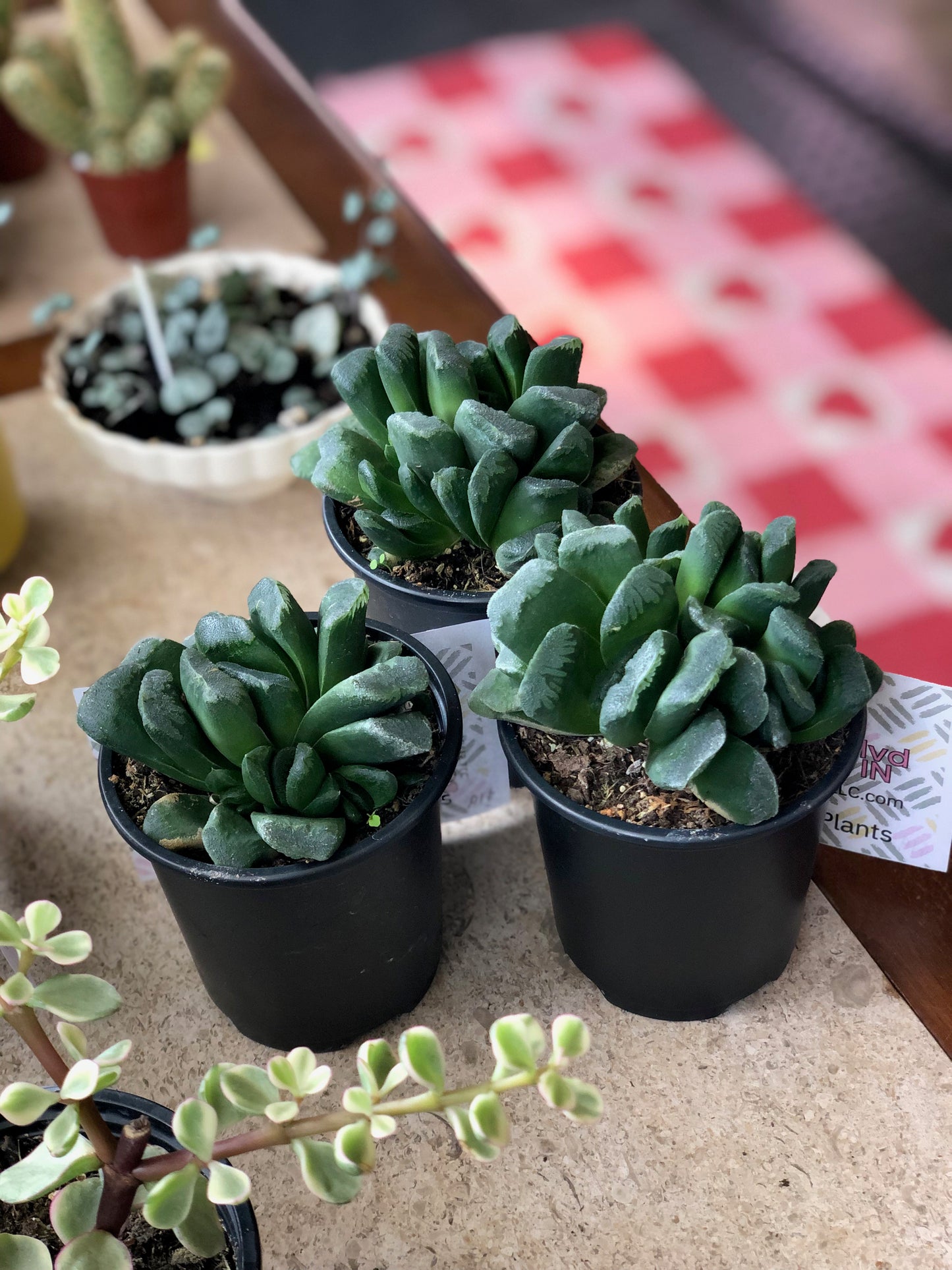Haworthia retusa