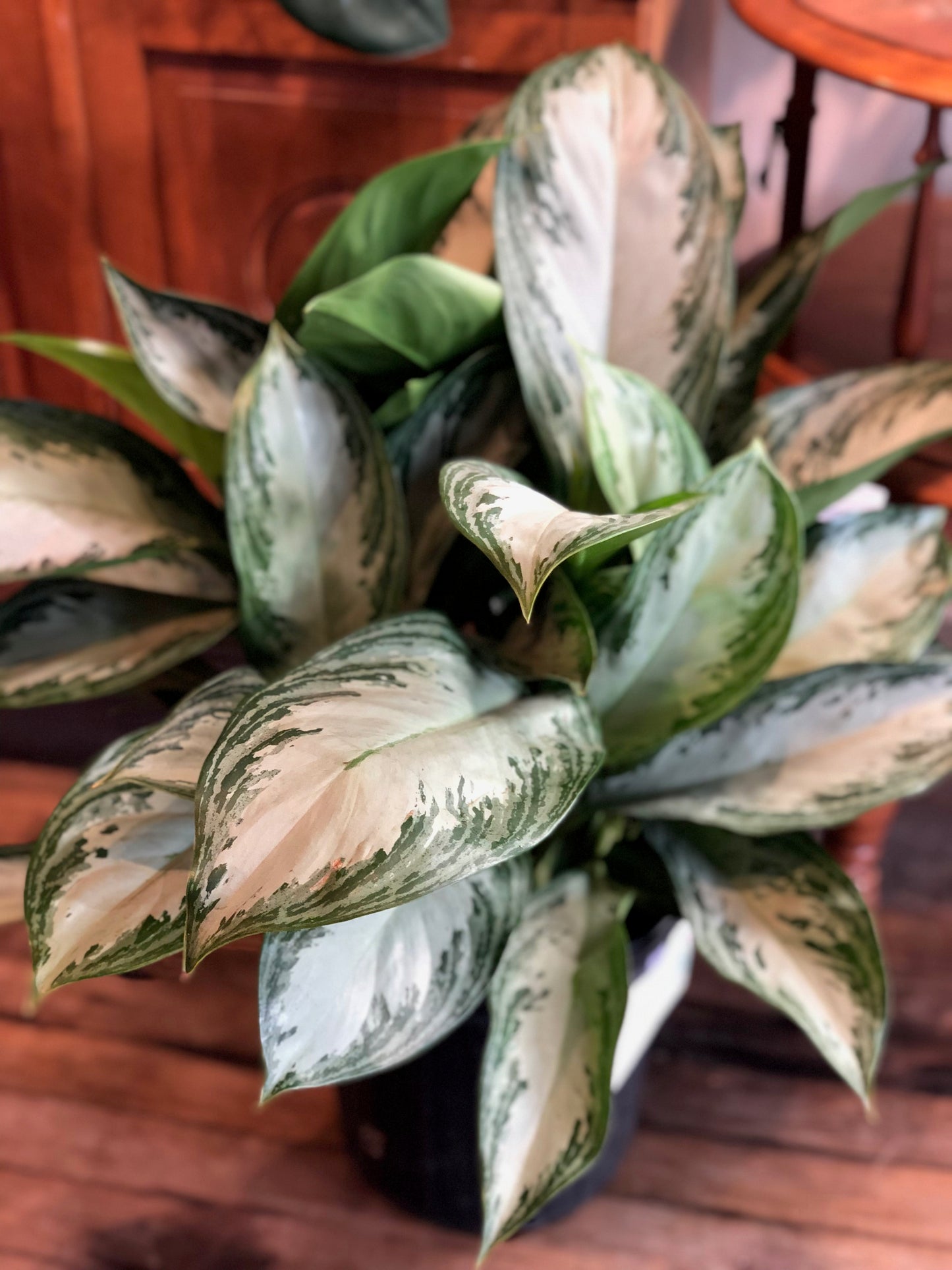 Aglaonema silver bay