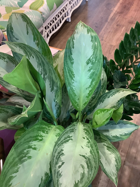 Aglaonema silver bay