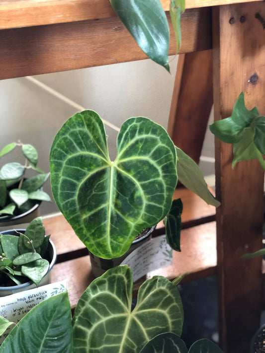 Anthurium clarinervium