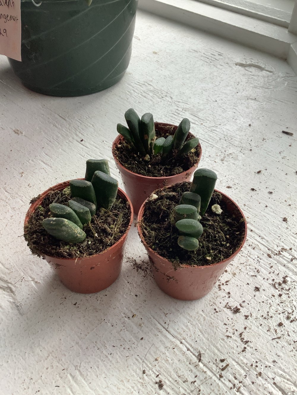 Haworthia hybrid g10