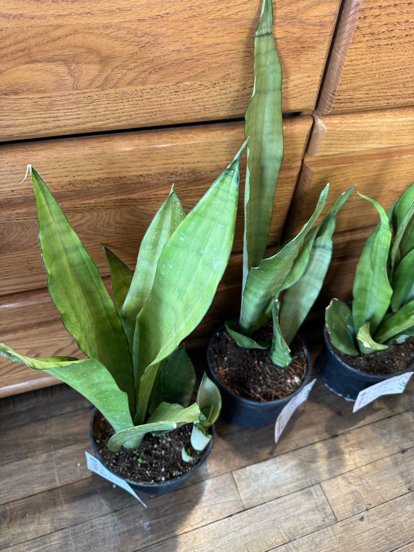 Moonshine snake plant