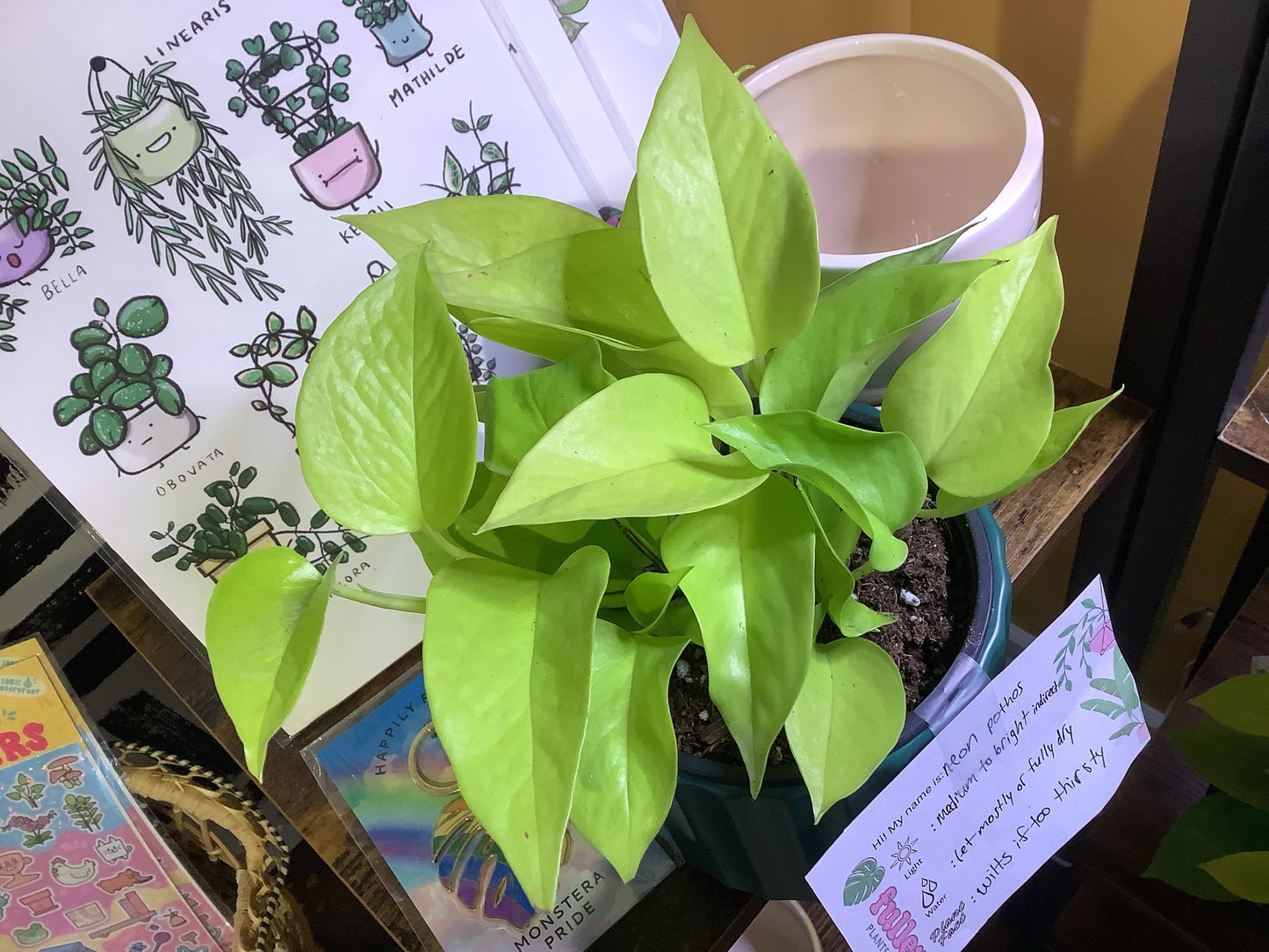 Neon pothos