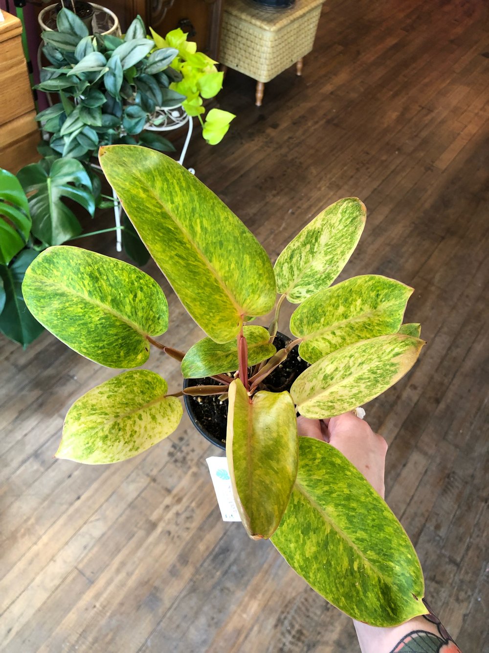 Painted lady philodendron