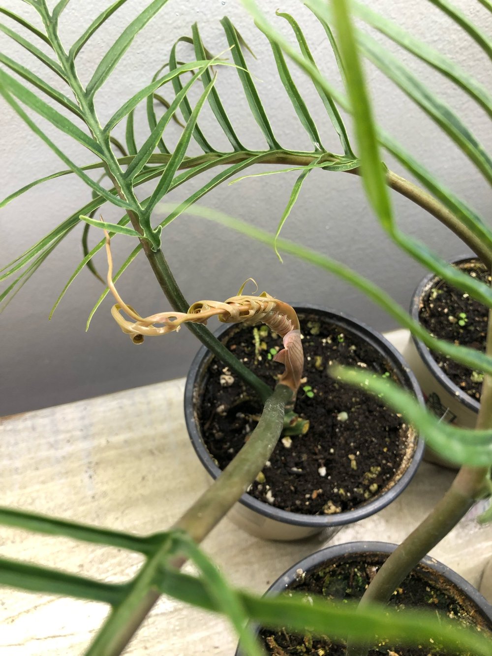 Philodendron Tortum