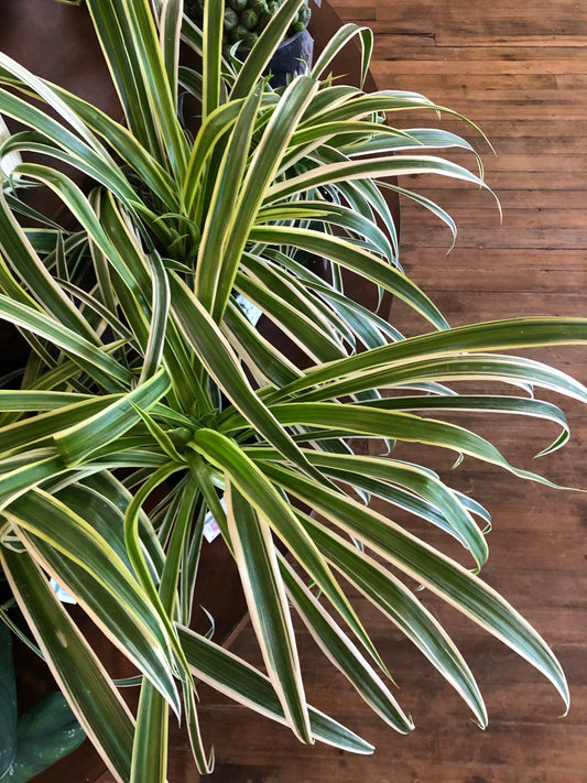 'reverse' spider plant