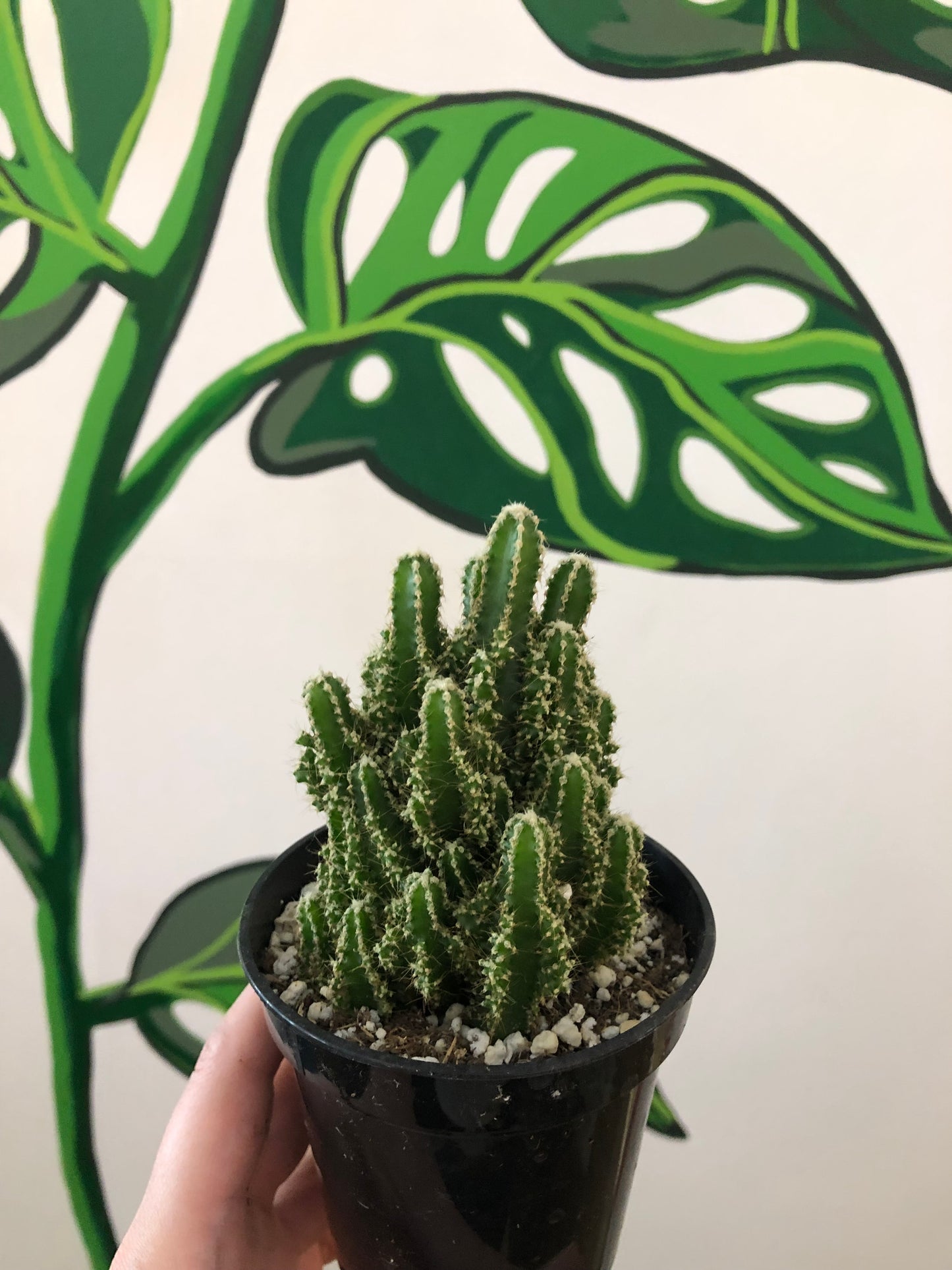 Fairy castle cactus