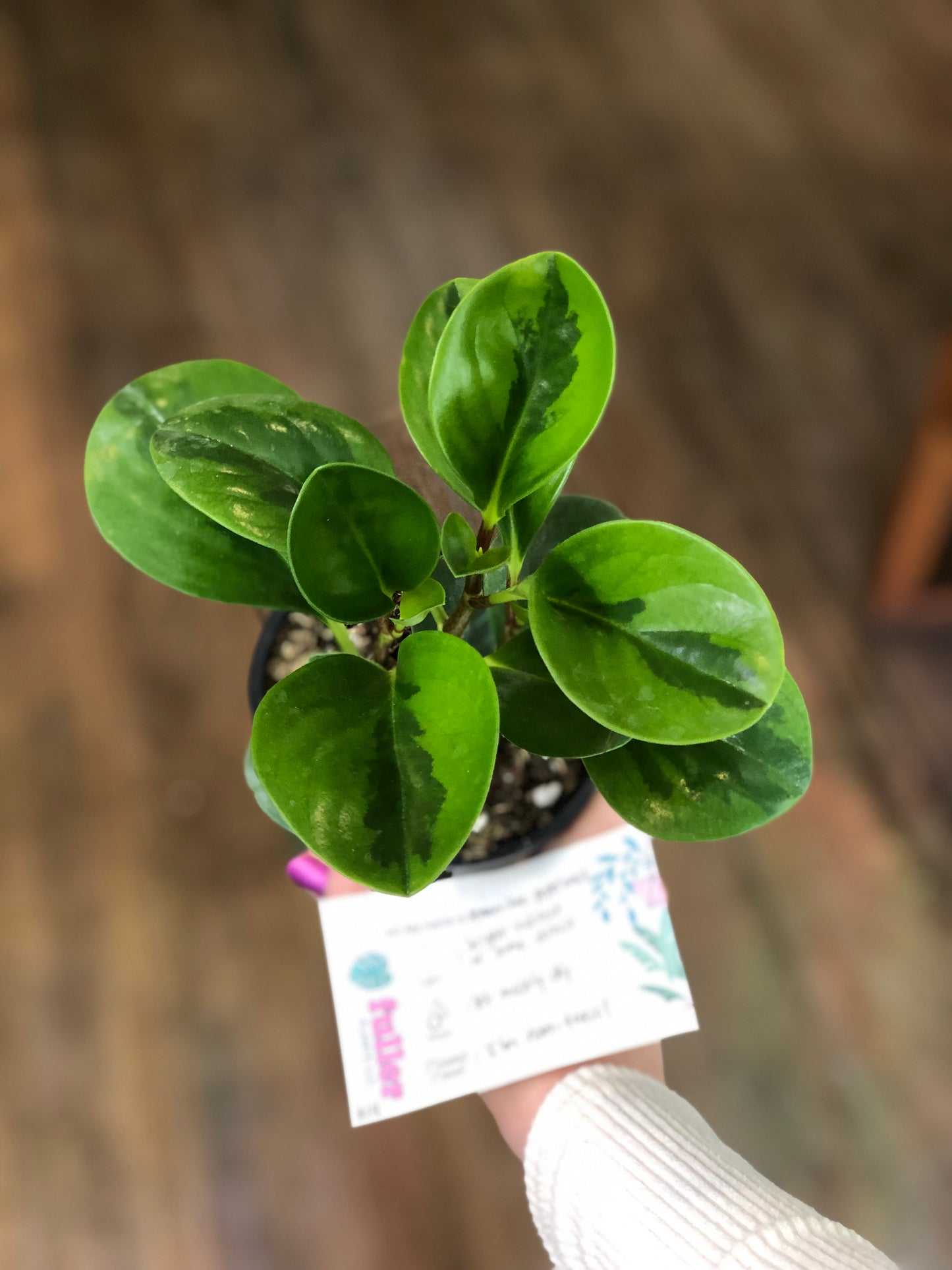 Lemon lime peperomia obtusifolia