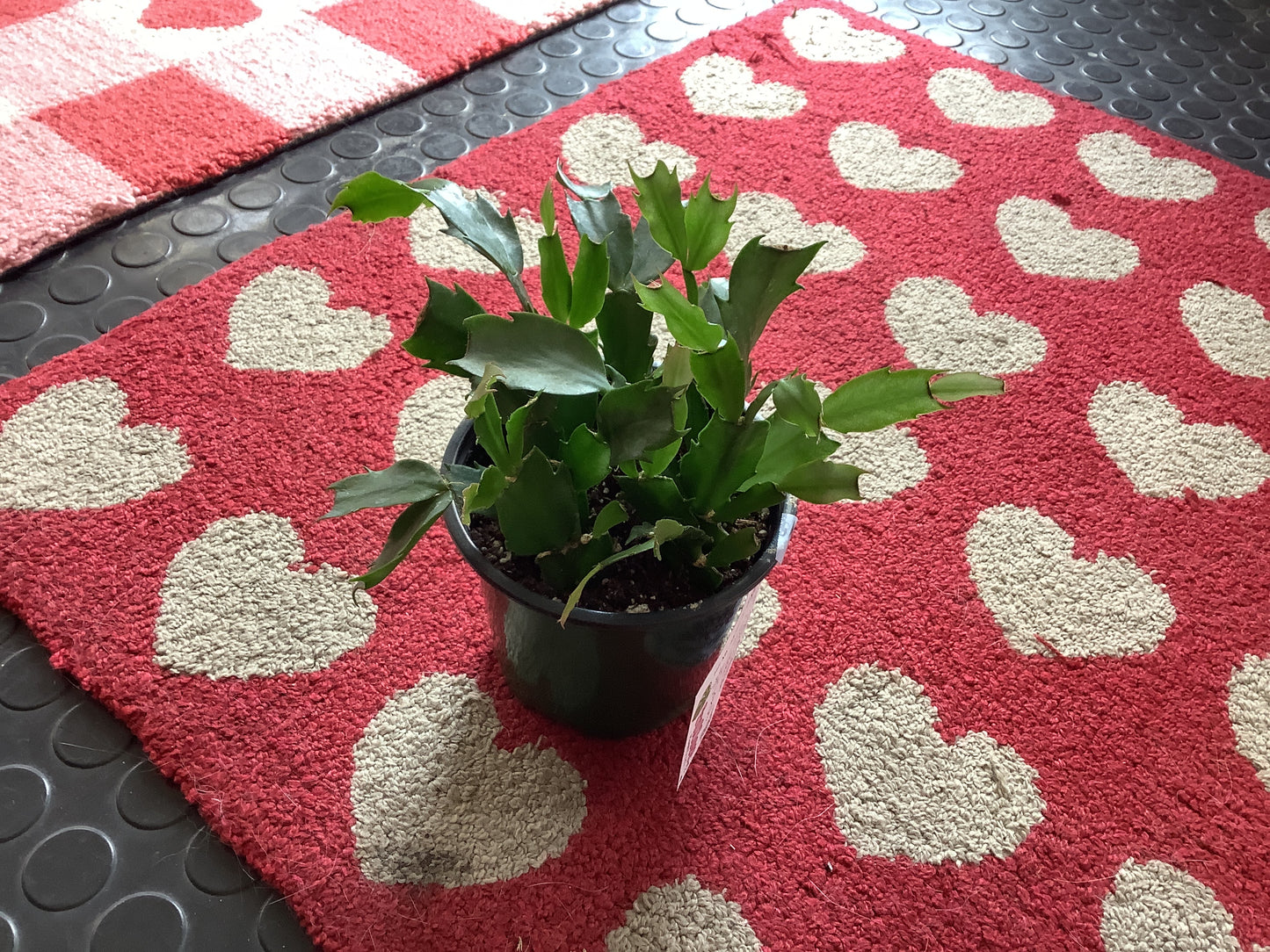 Zygocactus