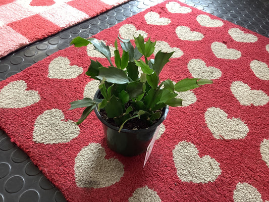 Zygocactus