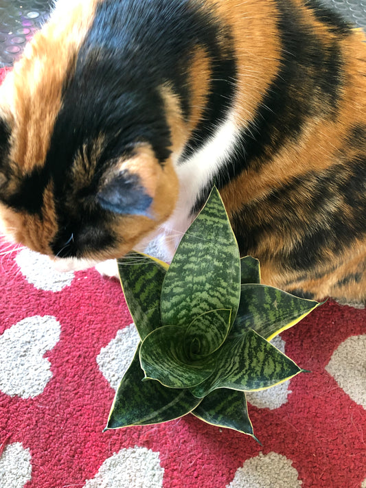 Star power snake plant