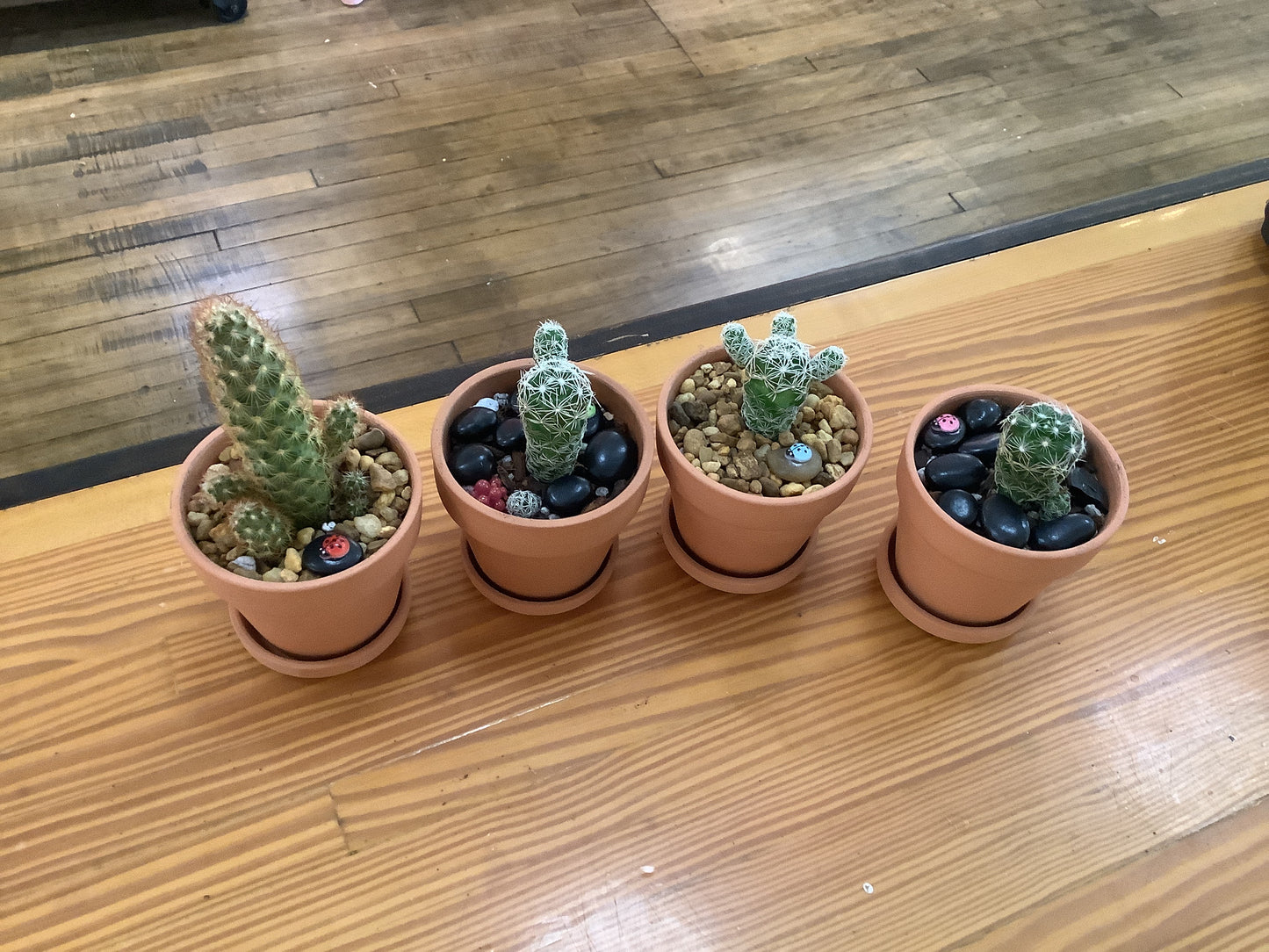 Small cactus planter