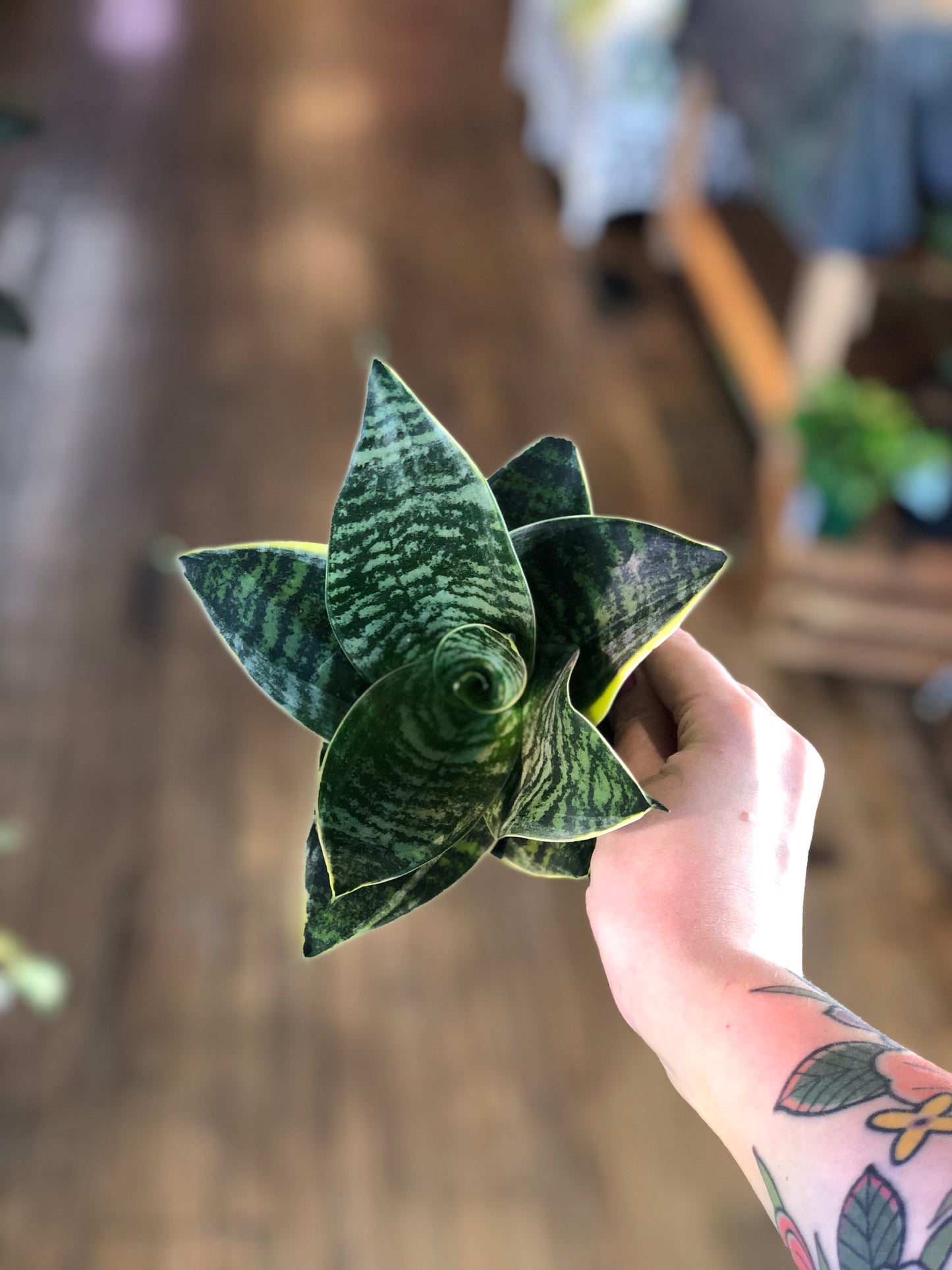 Star power snake plant