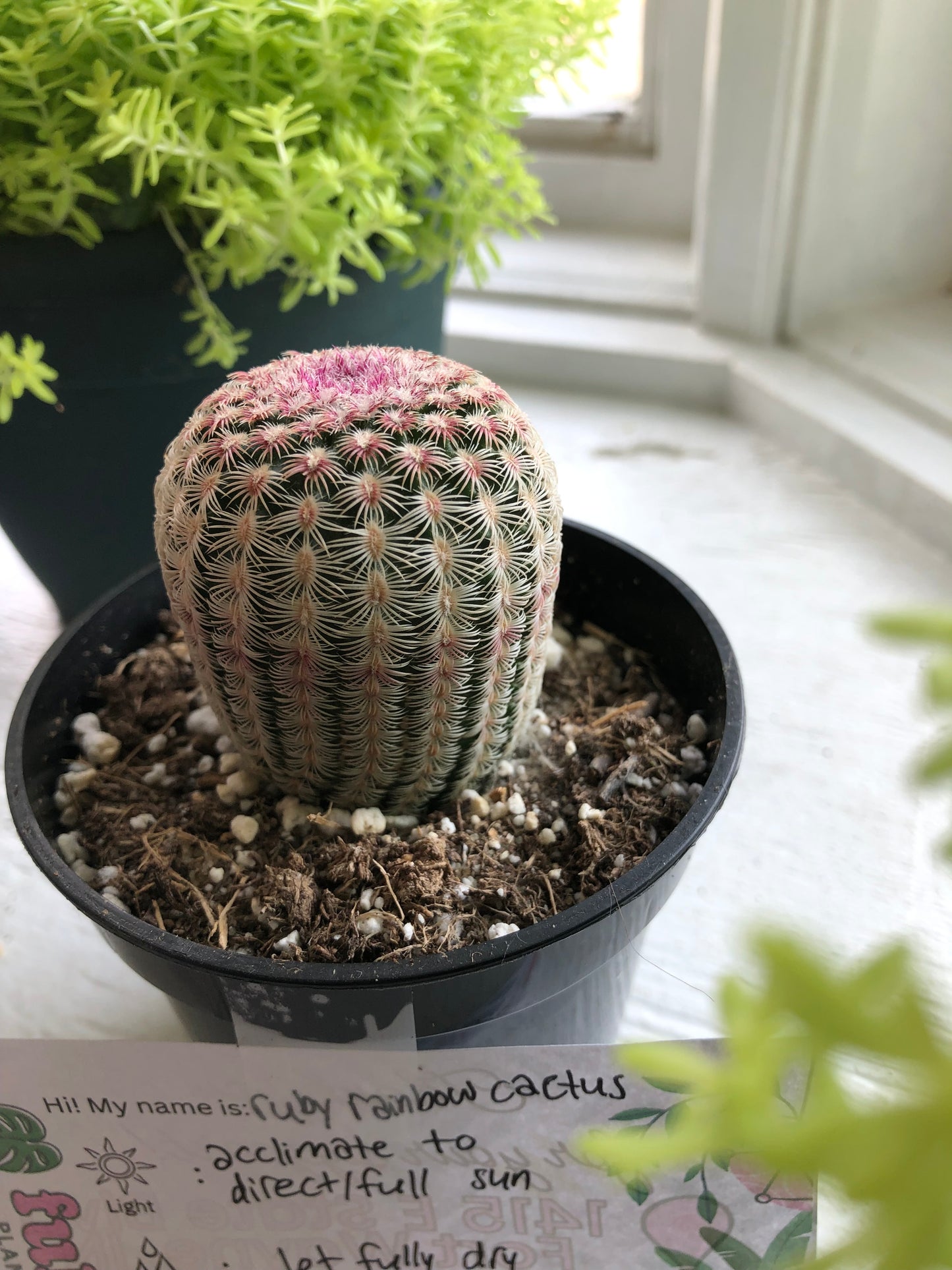 Ruby rainbow cactus