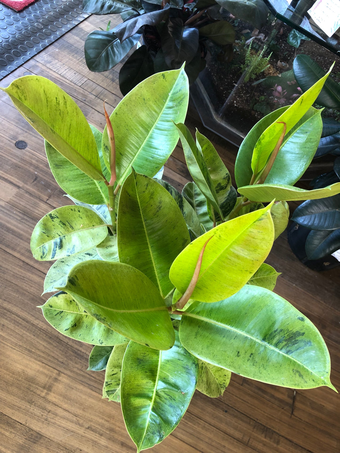 Ficus moonshine