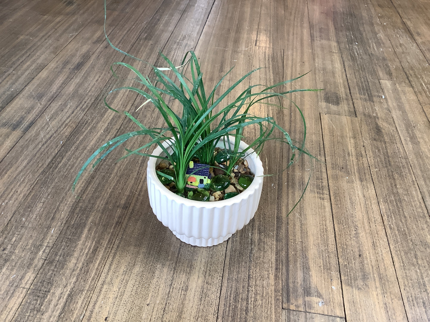 Ponytail palm