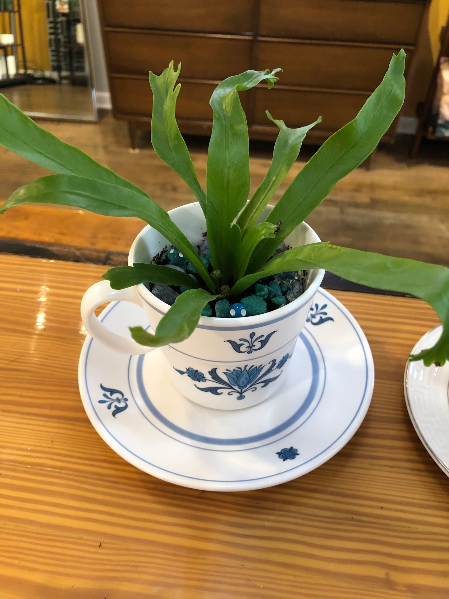 Tea Cup Planter