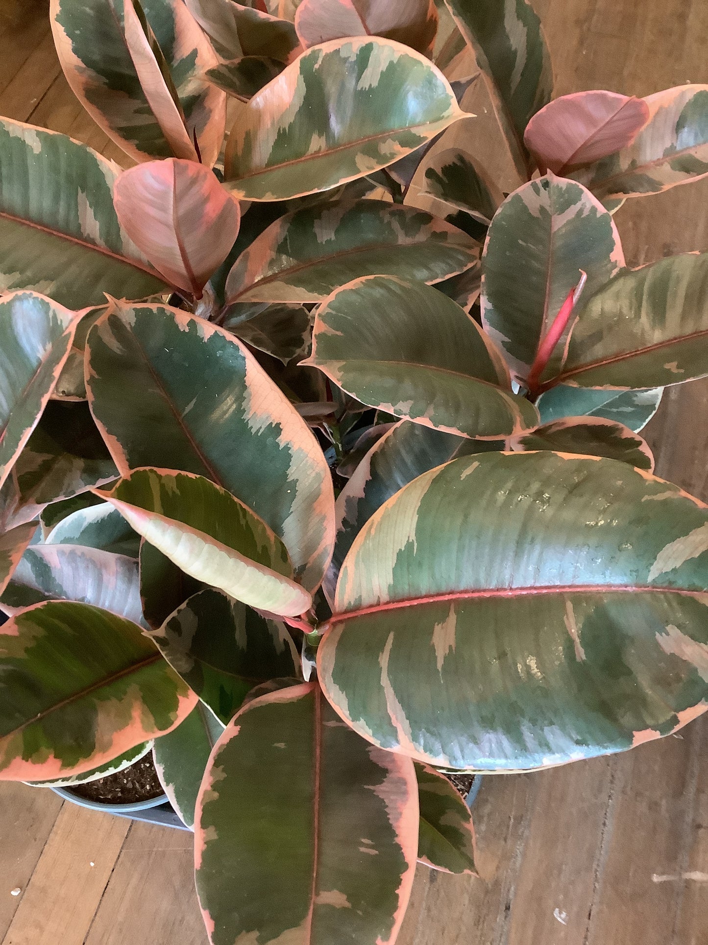 Ruby ficus Elastica