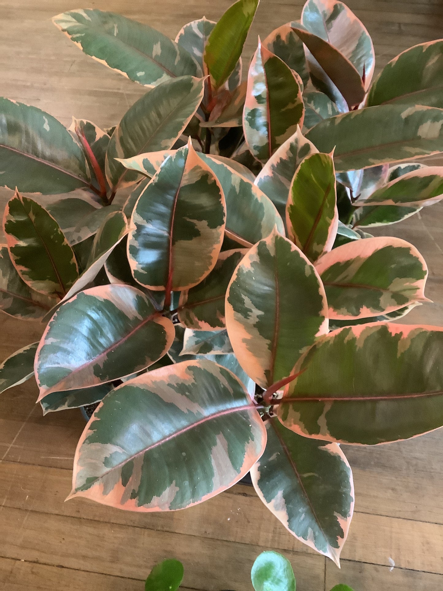 Ruby ficus Elastica