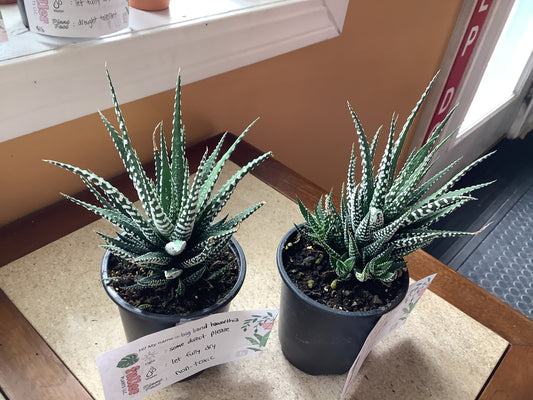 Haworthia big band