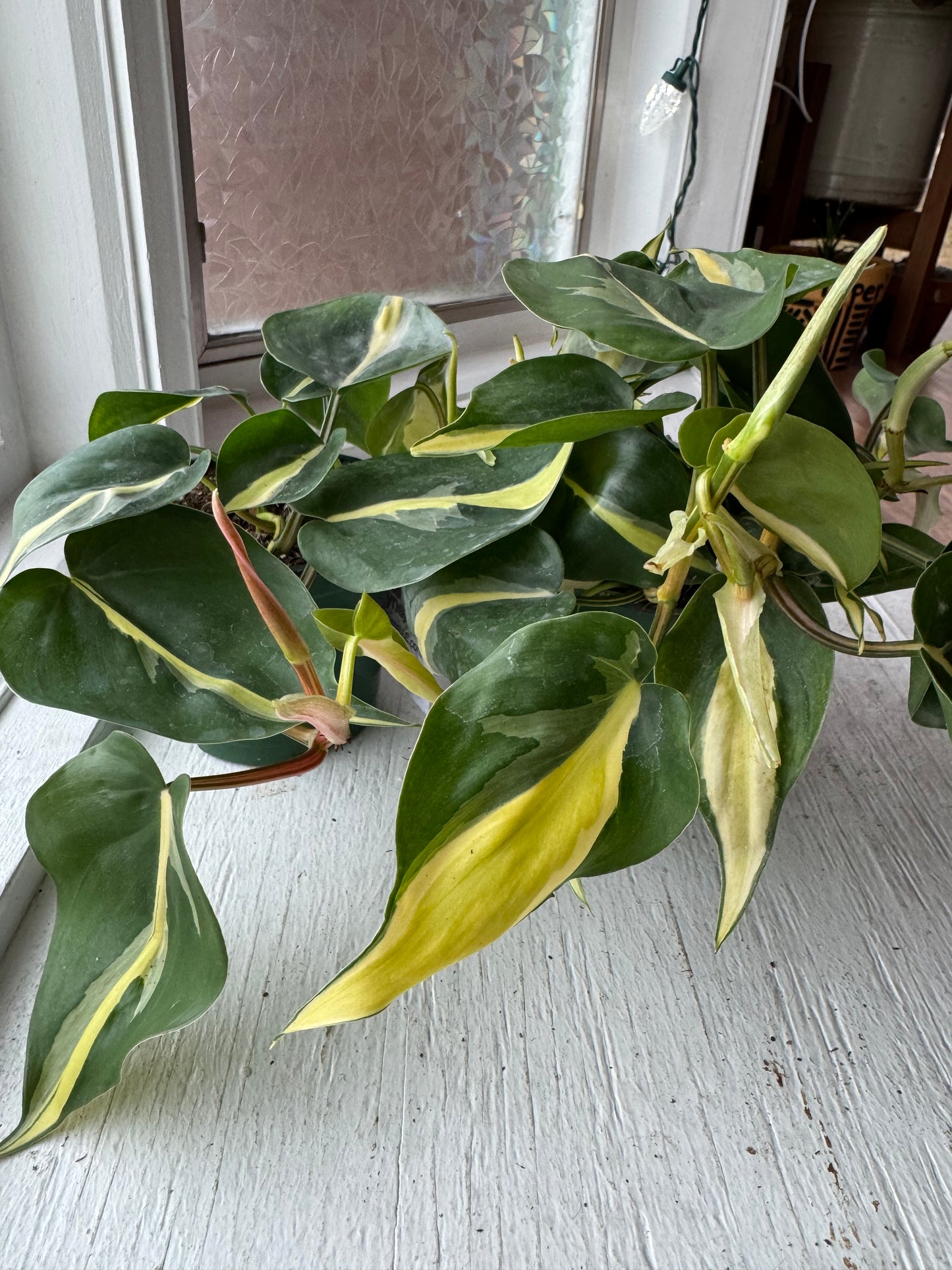 Silver stripe philodendron