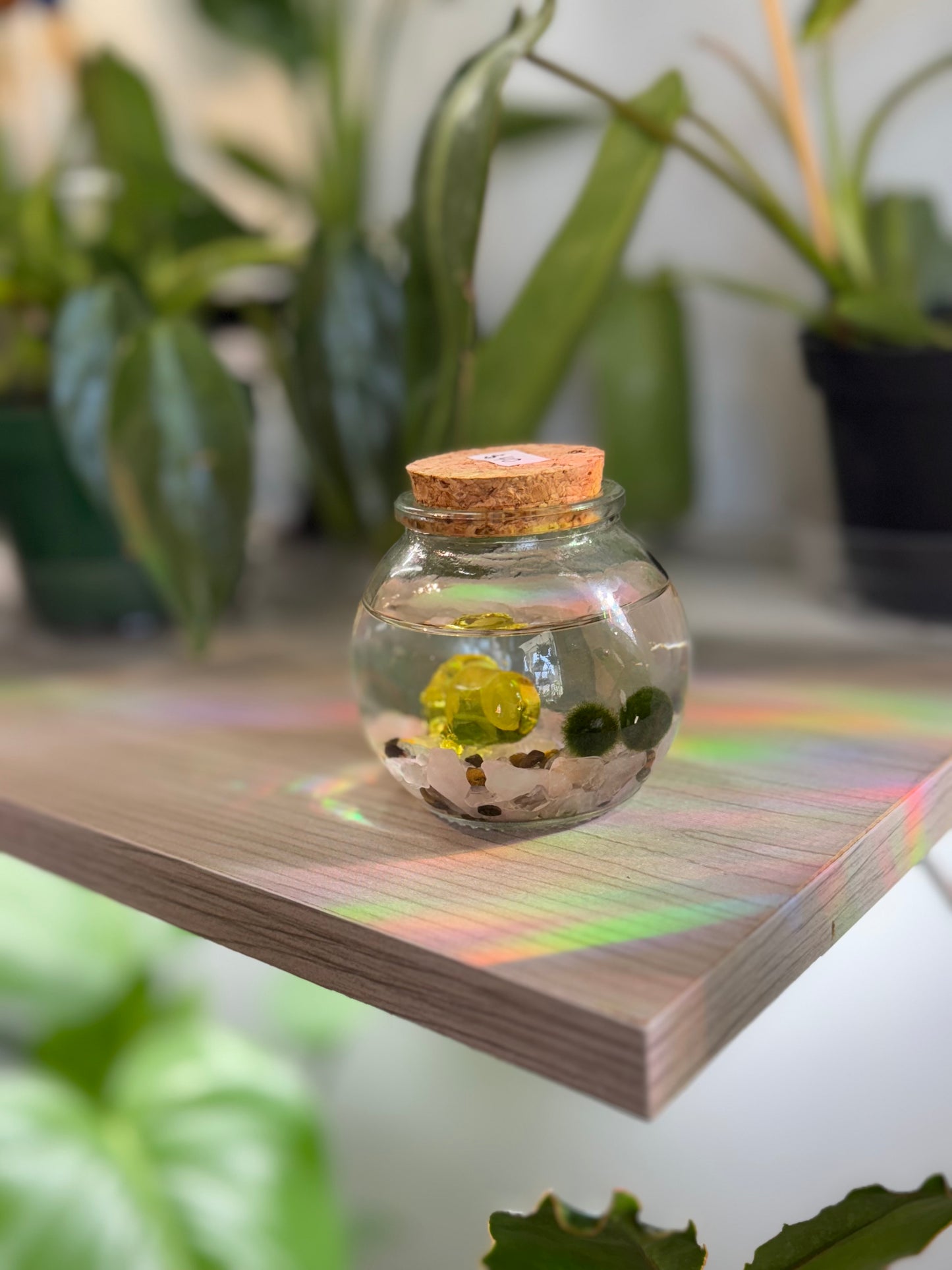 Moss ball ‘Rico’ (multiple options)