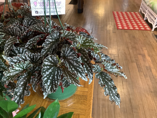 Dark spotlight begonia