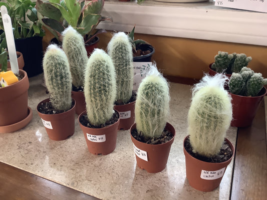 Old man cactus
