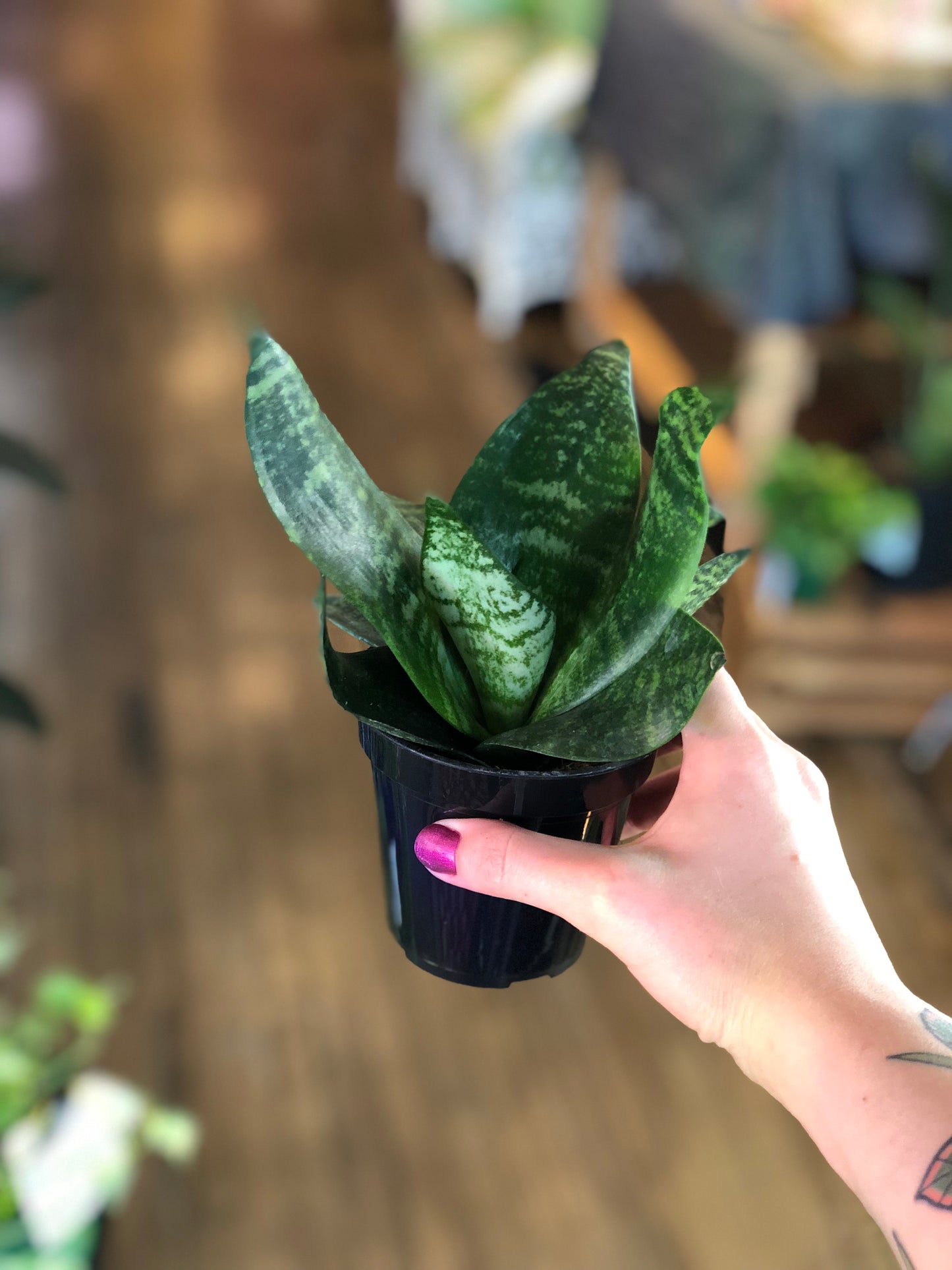 Star power snake plant