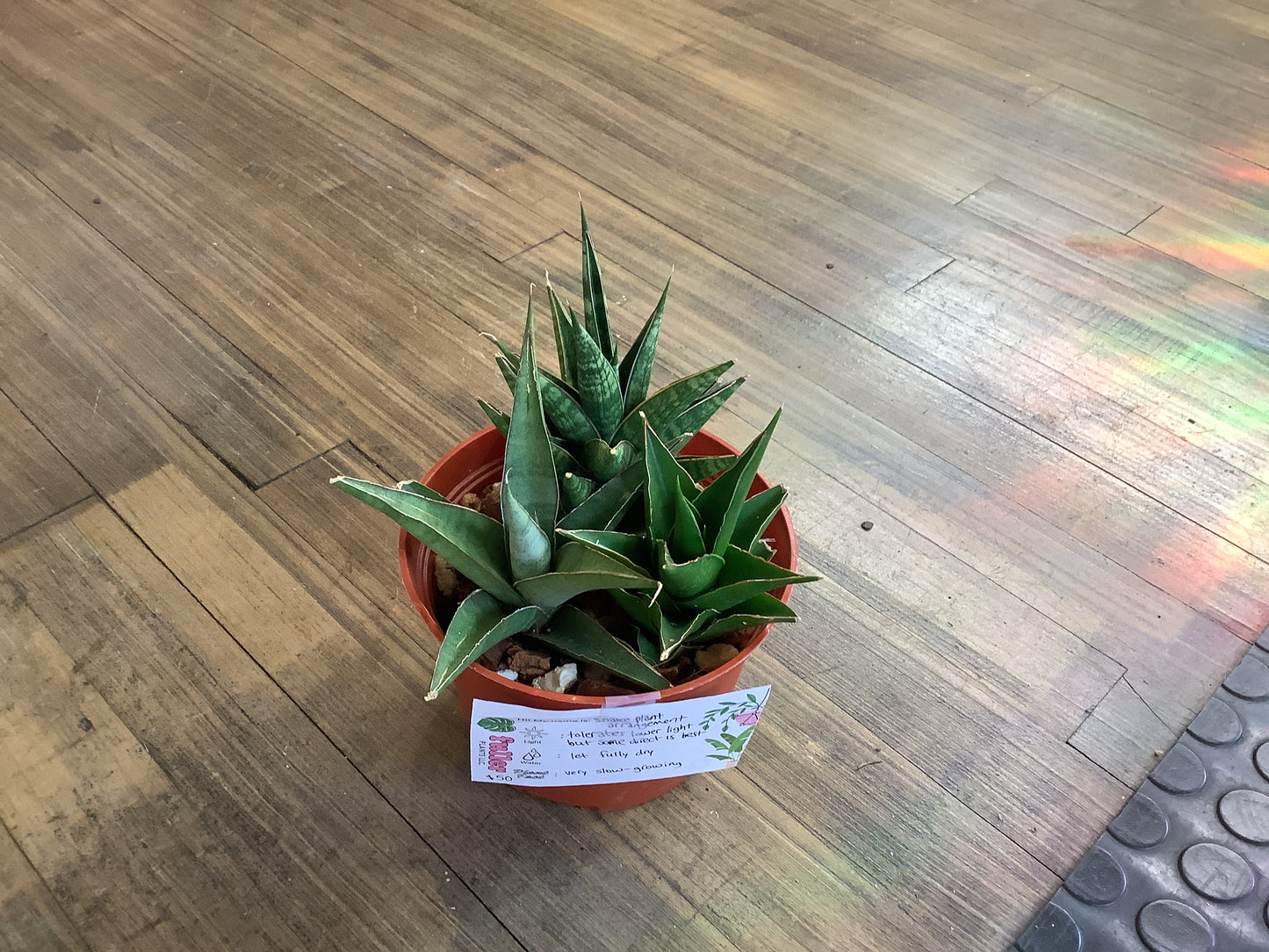 Tower-type snake plant arrangement