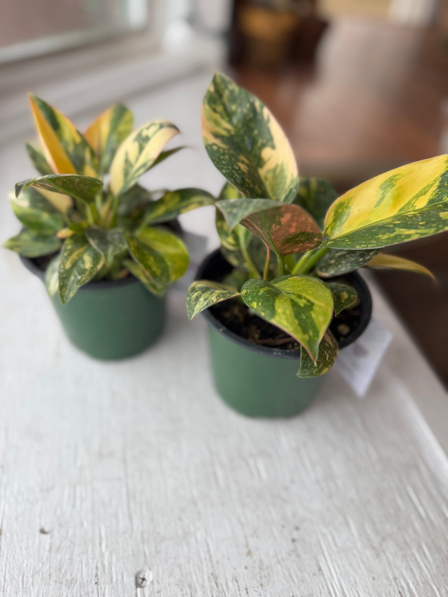 Copper flame philodendron (variegated green congo)