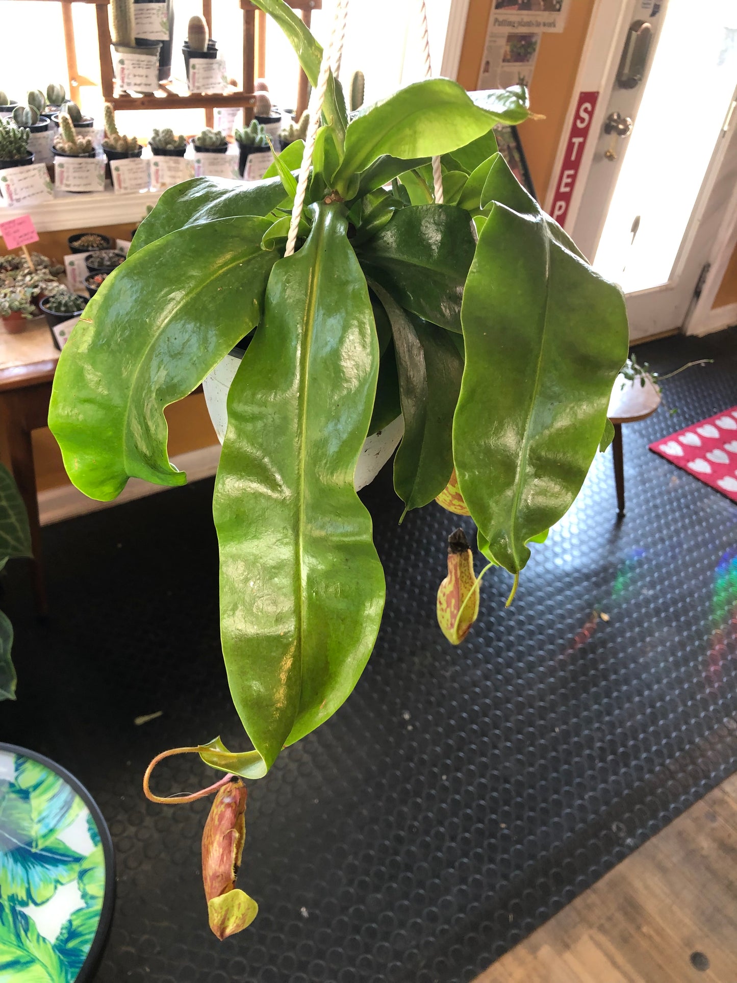 Nepenthes hanging pitcher plant