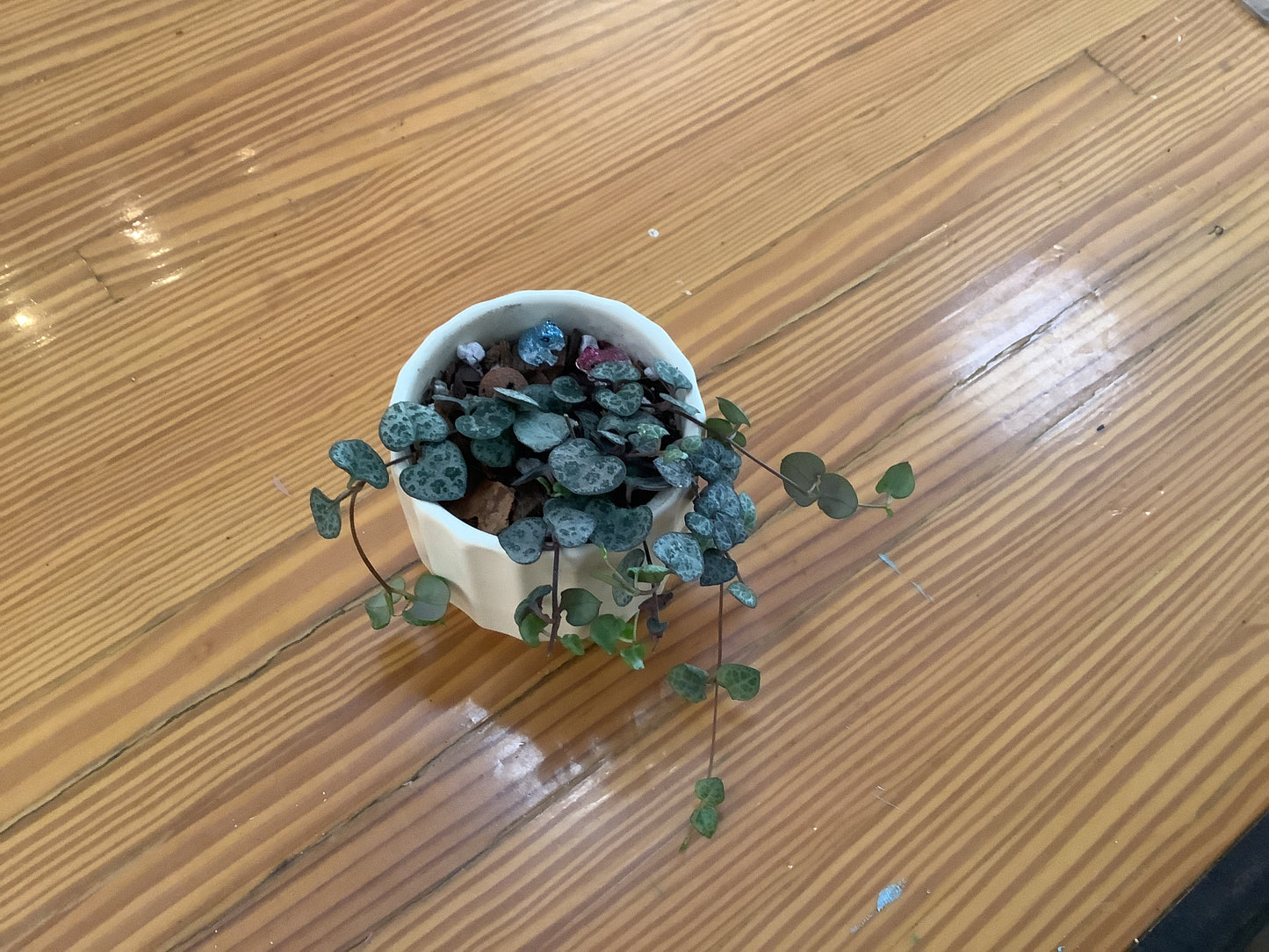 String of hearts