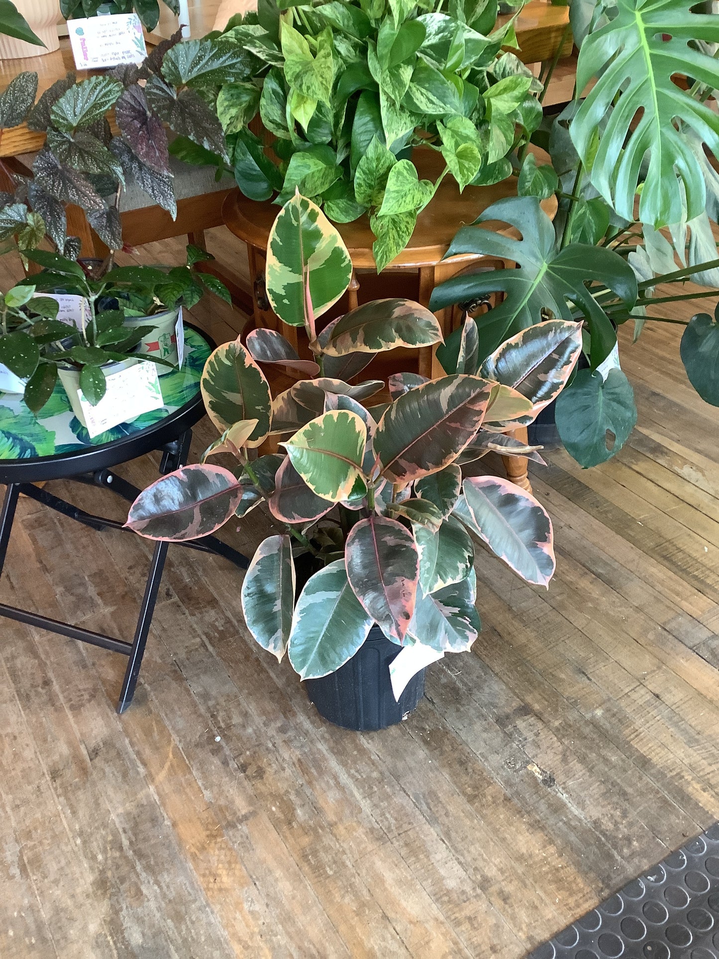 Ruby ficus Elastica