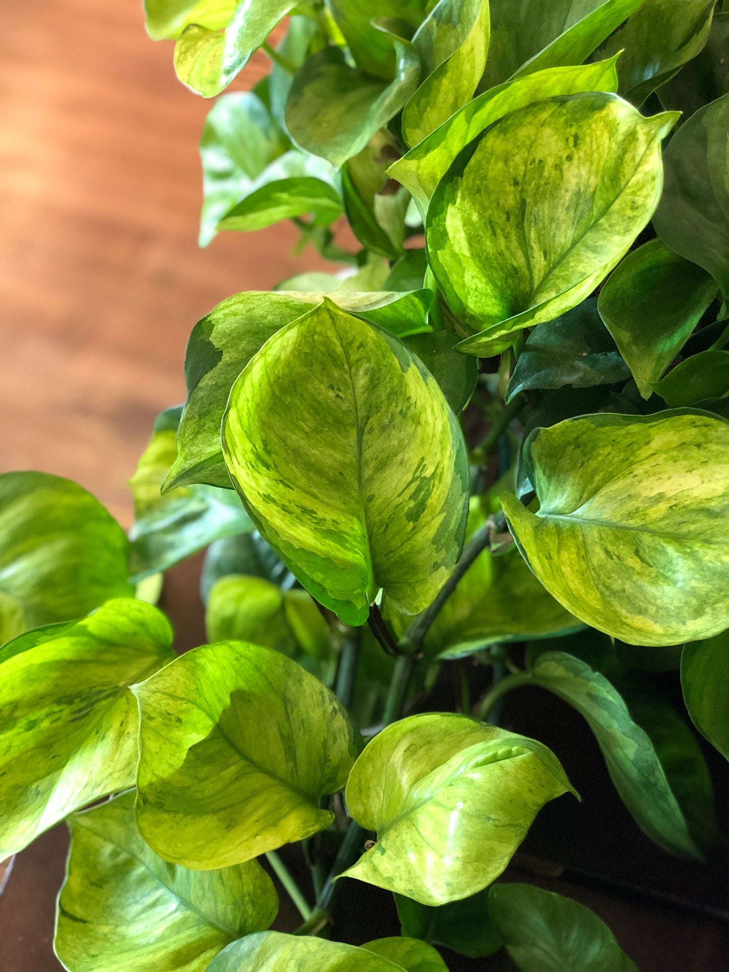 Guacamole pothos