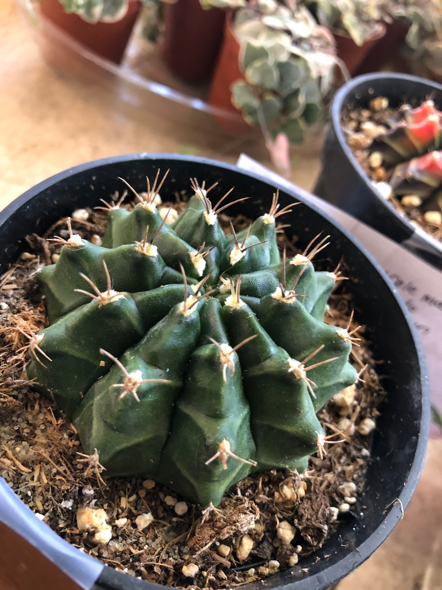 Purple moon cactus